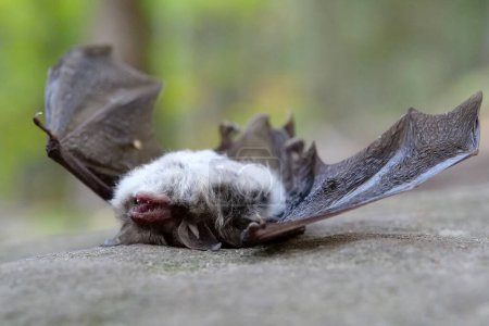 Dead bat lies on its back on a stone in the forest