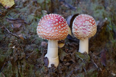 Photo for Two little fly agaric grows in soil - Royalty Free Image