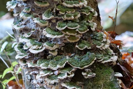 Photo for Green fungus growing on a tree - Royalty Free Image