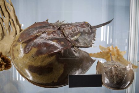 Foto de Xiphosura - orden de artrópodos relacionados con arácnidos. Son más comúnmente conocidos como cangrejos de herradura. Nombre aplicado más específicamente a la única familia existente, Limulidae - Imagen libre de derechos