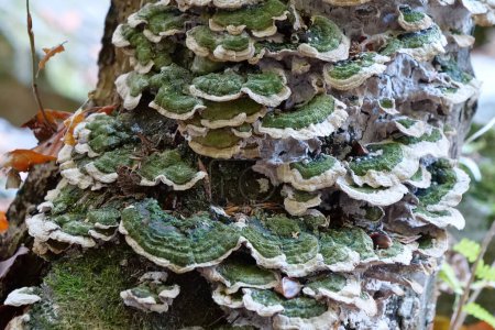 Photo for Green fungus growing on a tree - Royalty Free Image