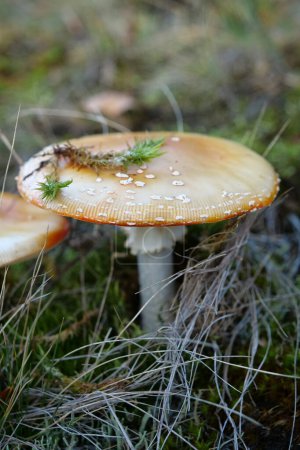 Photo for Inedible mushroom in the forest - Royalty Free Image