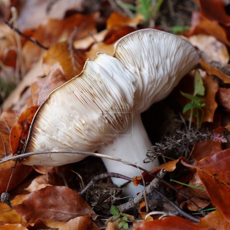 Photo for Inedible mushroom grows in autumn forest - Royalty Free Image