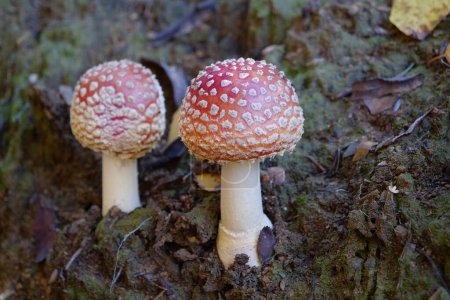 Photo for Two little fly agaric grows in soil - Royalty Free Image