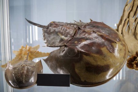 Foto de Xiphosura - orden de artrópodos relacionados con arácnidos. Son más comúnmente conocidos como cangrejos de herradura. Nombre aplicado más específicamente a la única familia existente, Limulidae - Imagen libre de derechos