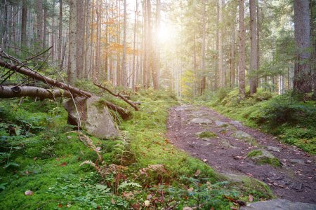 Foto de Un bosque muy hermoso. Pintoresco lugar en madera. Hermoso bosque de otoño y puesta de sol - Imagen libre de derechos