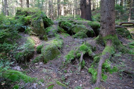 Malerische Tierwelt, dichter Wald. Schönes grünes Moos auf den Steinen und Wurzeln der Bäume