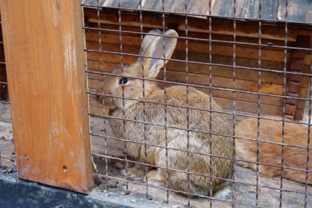 Foto de Bonito conejo en la jaula - Imagen libre de derechos
