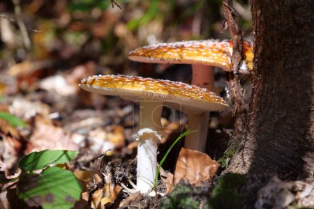 Photo for Pair of beautiful but inedible mushrooms grows in autumn forest - Royalty Free Image