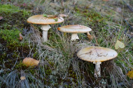 Photo for Inedible mushrooms in autumn forest - Royalty Free Image