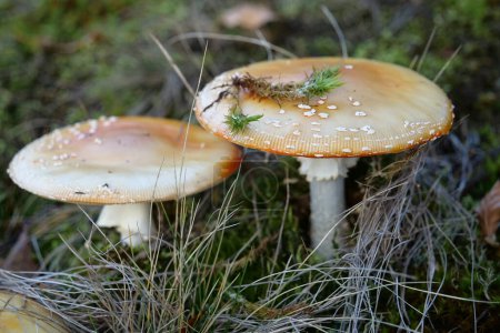 Photo for Inedible mushrooms in the forest - Royalty Free Image