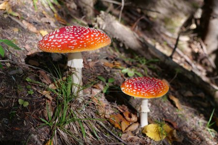 Photo for Big red fly agaric grows in autumn wood. Picturesque place in heart of forest - Royalty Free Image