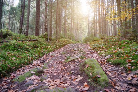 Foto de Pintoresco lugar en el bosque. Hermoso bosque de otoño con árboles de coníferas, musgo verde y brillo de hermoso sol poniente - Imagen libre de derechos