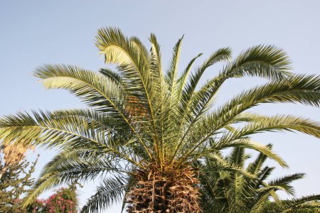 Téléchargez les photos : Vue de magnifiques feuilles de palmier contre un ciel bleu à Tabgha, Israël - en image libre de droit