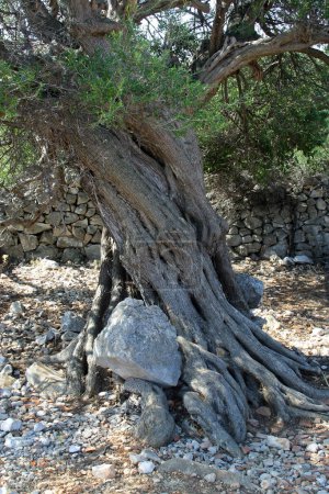 Old olive trees in an olive grove, Lun, Island of Pag, Croatia