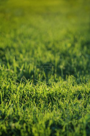 Photo for Nature cultivating, green luscious grass. Macro image with small depth of field. - Royalty Free Image