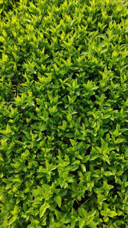 Photo for Green bush background.  nature pattern with leaves - Royalty Free Image
