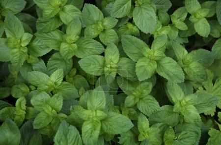 Photo for Spearmint, Labiatae, Mentha Spicata green herb - Royalty Free Image