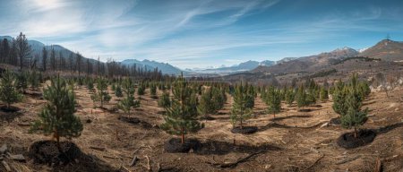 Ehrenamtliche Helfer, die in einem weiten Panoramablick auf neu gepflanzte Bäume zusammenarbeiten, symbolisieren Hoffnung auf den Erhalt des Waldes.
