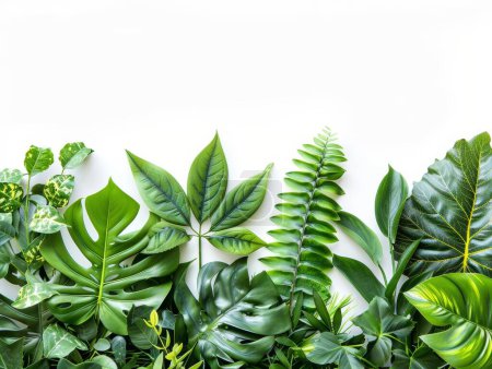 Foto de Ambiente botánico con hojas exóticas, plantas tropicales sobre un fondo blanco, diseño ecológico, exuberante pared verde - Imagen libre de derechos