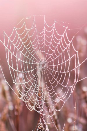 Raindrops in a spider web glisten under dawn light, nature's intricate serenity.