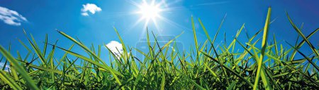Bright sunshine illuminates a clear day, azure sky, lush grass, creating an invigorating atmosphere