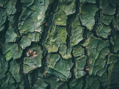 Texture détaillée de l'écorce d'arbre dans une forêt luxuriante, mousse et motifs, fond vert vif, surface tactile