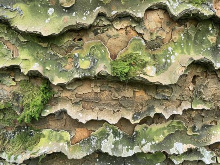 Detailed rough tree bark texture, close-up with patterns, moss, tactile surface in forest setting