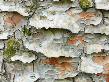 Detaillierte Textur aus rauer Baumrinde, Nahaufnahme mit natürlichen Mustern und Moos, taktile Oberfläche im Wald