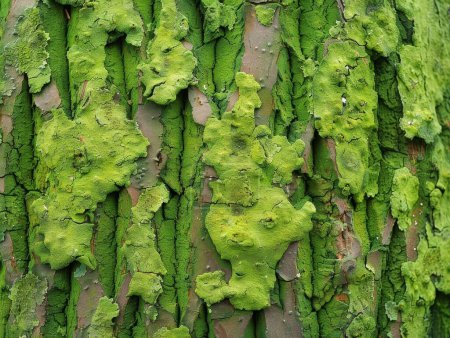 Tree textures in a vibrant woodland, close-up on rough bark with moss, showcasing natural patterns and detail, lush green background