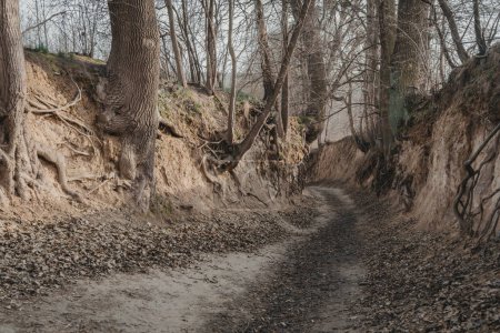 Korzeniowy dol. Loess ravine with roots near Kazimierz Dolny, Poland
