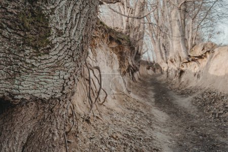 Téléchargez les photos : Korzeniowy dol. Ravin de Loess avec des racines près de Kazimierz Dolny, Pologne - en image libre de droit