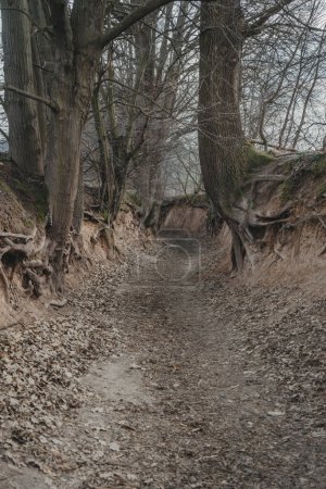 Korzeniowy dol. Loess ravine with roots near Kazimierz Dolny, Poland