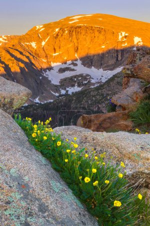 Photo for Sunrise along Trail Ridge Road in Rocky Mountain National Park. The summer season has some beautiful wildflwoers growing in the Tundra - Royalty Free Image
