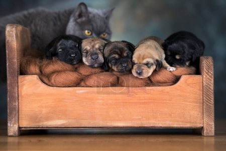 Téléchargez les photos : Les chiens dorment sur un lit en bois - en image libre de droit