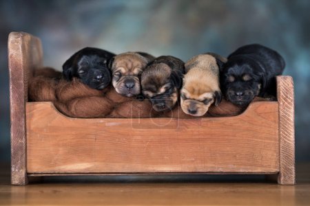 Photo for The dogs sleep on a wooden bed - Royalty Free Image
