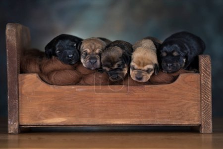 Téléchargez les photos : Les chiens dorment sur un petit lit en bois - en image libre de droit