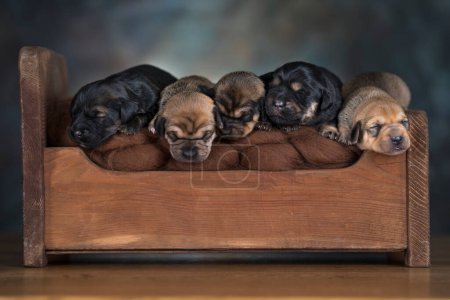 Foto de Los perros duermen en una cama de madera - Imagen libre de derechos