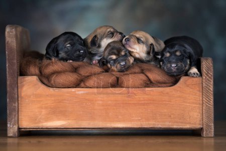 Foto de Los perros duermen en una pequeña cama de madera - Imagen libre de derechos