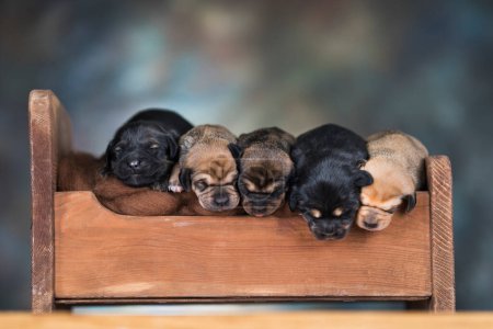 Foto de Los perros duermen en una cama de madera - Imagen libre de derechos