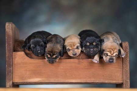 Photo for Little puppies sleeping in bed - Royalty Free Image