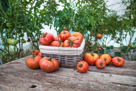 Téléchargez les photos : Tomates potager, produits biologiques - en image libre de droit