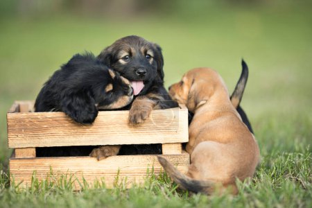 Foto de Dos perros en una caja de madera en la hierba - Imagen libre de derechos