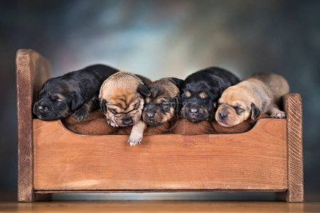 Téléchargez les photos : Les chiens dorment sur un lit en bois - en image libre de droit