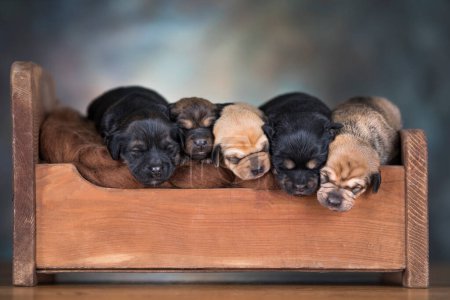 Foto de Los perros duermen en una pequeña cama de madera - Imagen libre de derechos