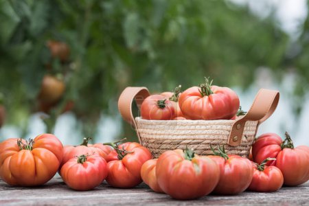Foto de Alimento ecológico, Verduras rojas gratis de tomate - Imagen libre de derechos