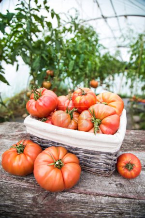 Photo for Vegetables, Tomatoes,  on desk in garden - Royalty Free Image