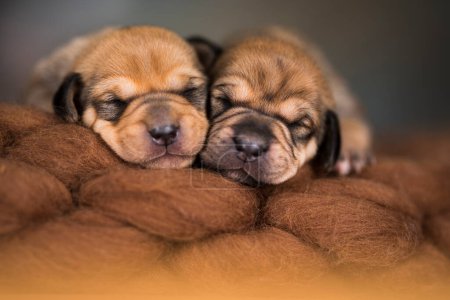 Foto de Pequeños cachorros lindos están durmiendo en una manta - Imagen libre de derechos