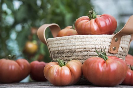 Foto de Tomates rojos en un invernadero, comida orgánica - Imagen libre de derechos