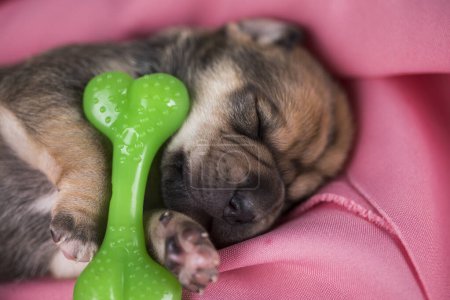Téléchargez les photos : Un petit chien dort avec un os en caoutchouc sur une couverture rose - en image libre de droit